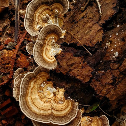 香菇提取物补充剂有望预防肝损伤进展